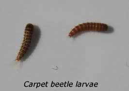 carpet beetle larvae